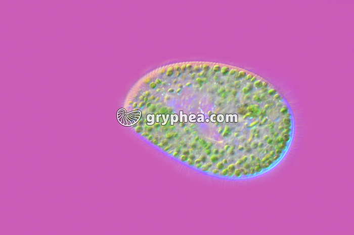Paramécie - Endosymbiose chez Paramecium bursaria x100 - gryphea.org